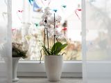Blumen zu Valentin