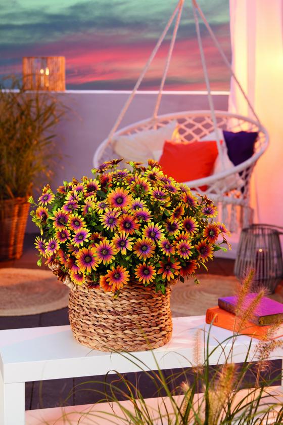 Osteospermum