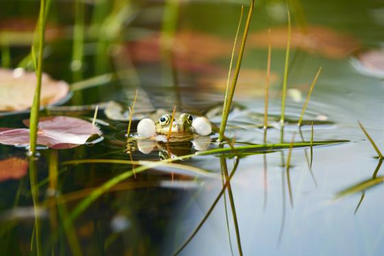 Frosch