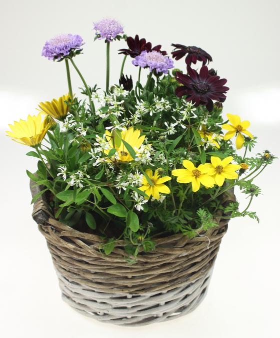 Arrangement