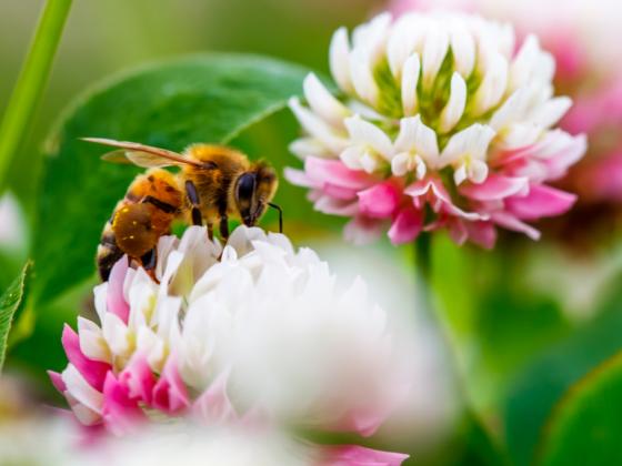 Blüten für Menschen und Insekten