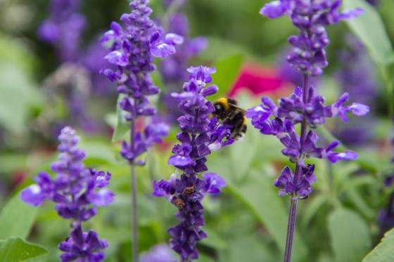 Hummel