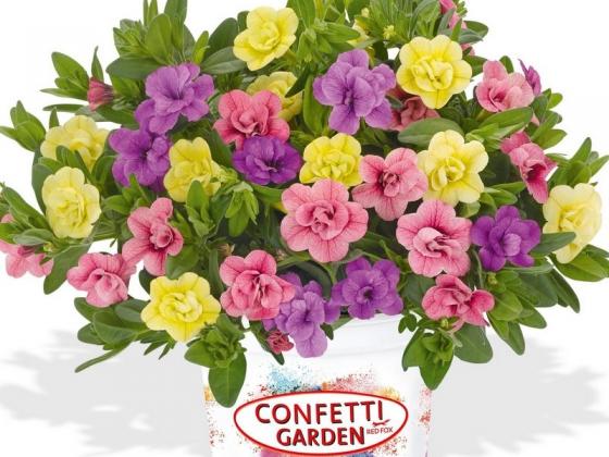 'Confetti Garden Hawaiian My Bonnie'