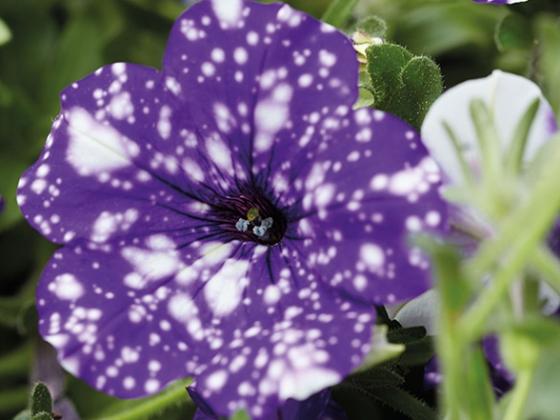 Petunia_NightSky