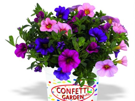 'Confetti Garden Hawaiian Flamingo'