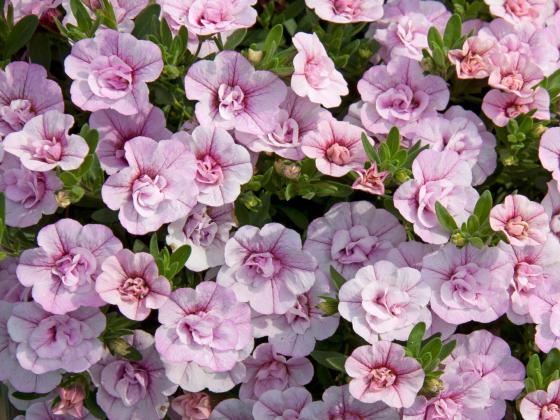 'MiniFamous Compact Double Pink'