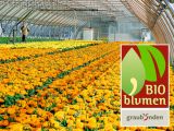 Bündner Bio Blumen