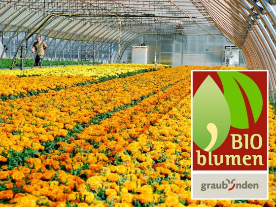 Bündner Bio Blumen