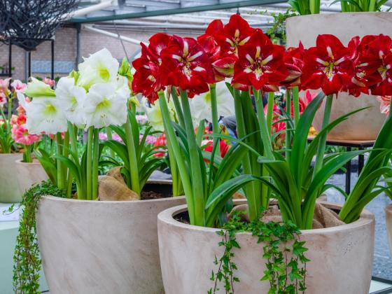 Blütenstarke «Amaryllis»