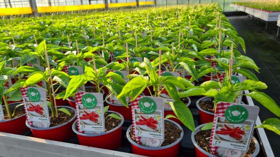 Ein Blick in die Produktion unserer Salatpaprika.