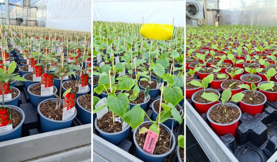 Starke Jungpflanzen von Tomaten, Gurken und Auberginen für Pflanzkübel und Beete.