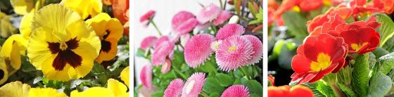 Frühlingsflor